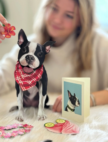 Boston Terrier